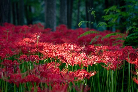 彼岸花 開花